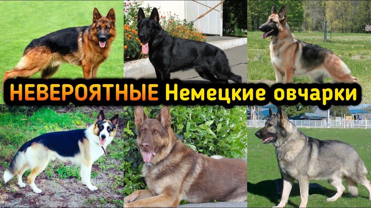 ВСЕ окрасы Немецкой овчарки и как цвет влияет на ЦЕНУ щенка овчарки? Мокрый нос