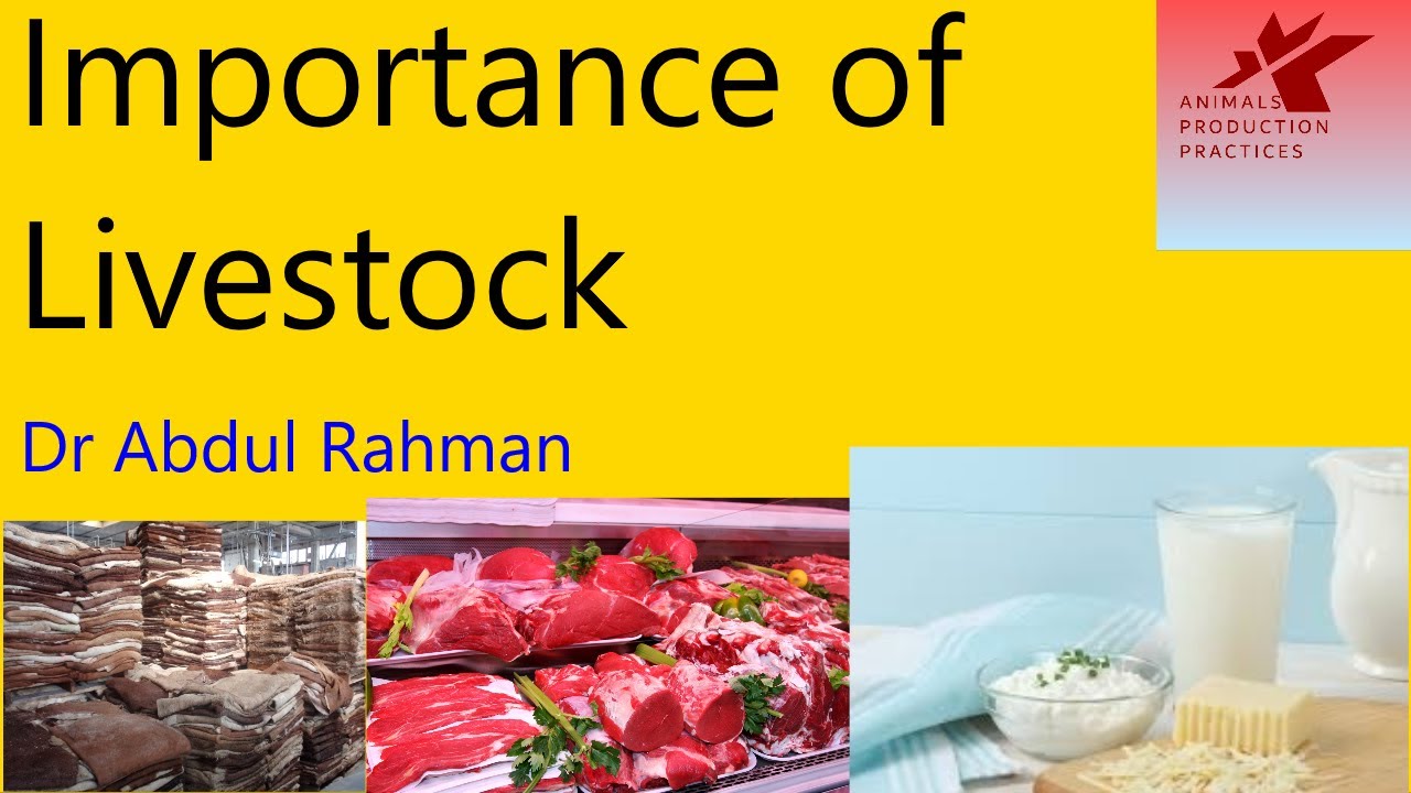 Importance of Livestock | Livestock farming | Livestock market