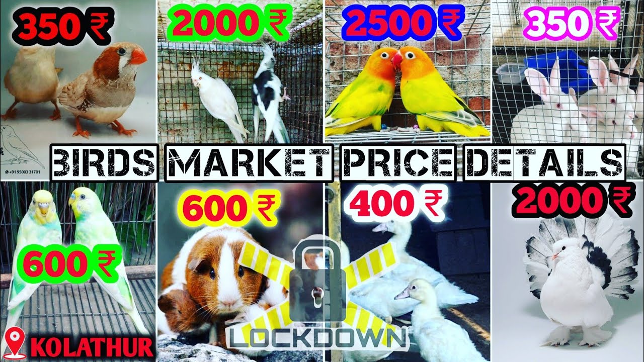 Kolathur birds market | Kolathur birds price list | Part 3 | Tamil