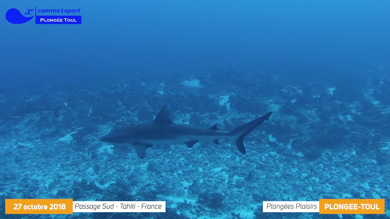 14 C1S PLONGEE TOUL 20181027 TAHITI PASS SUD