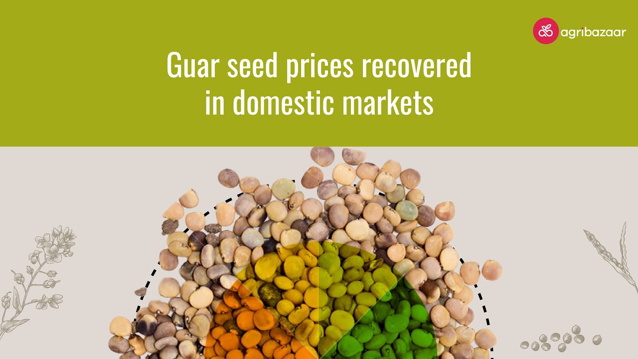 Guar Seed Market Insights 🫛