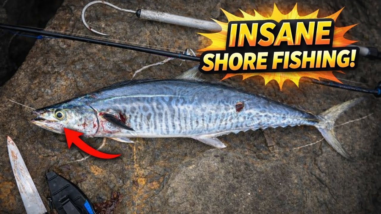 king Fish you Should Know About It.