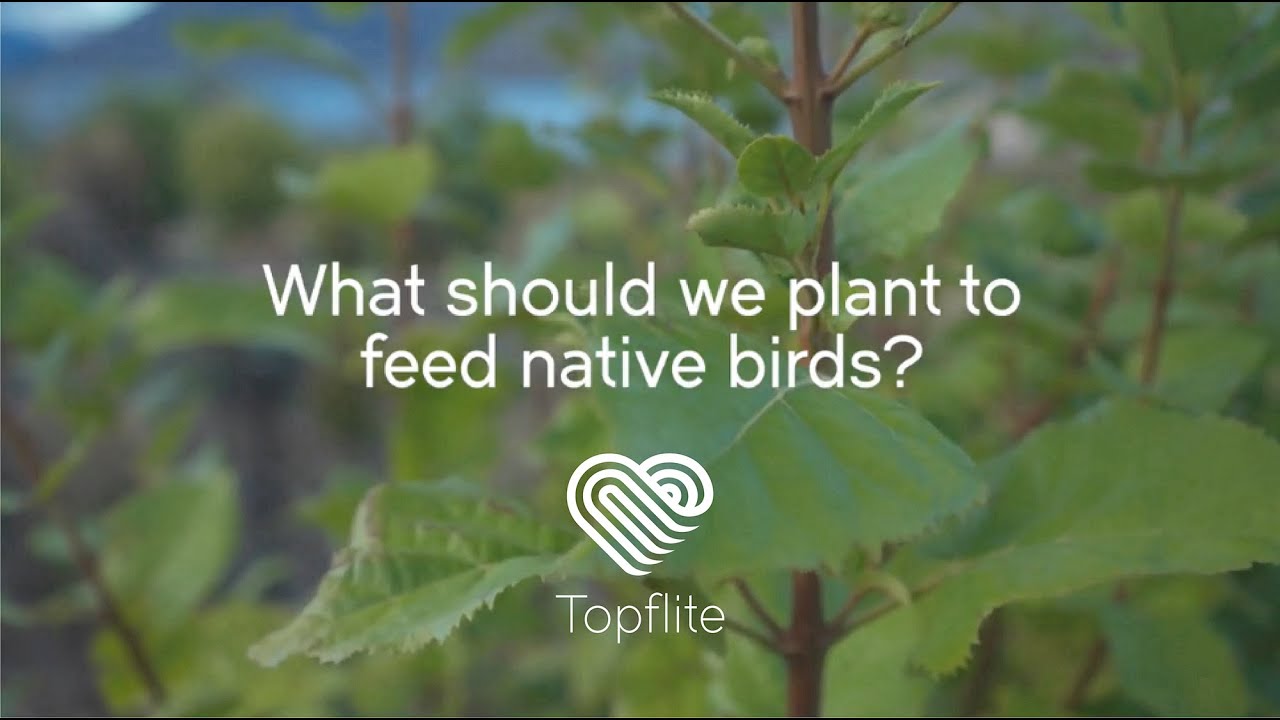 Which plants provide the best food for New Zealand birds?