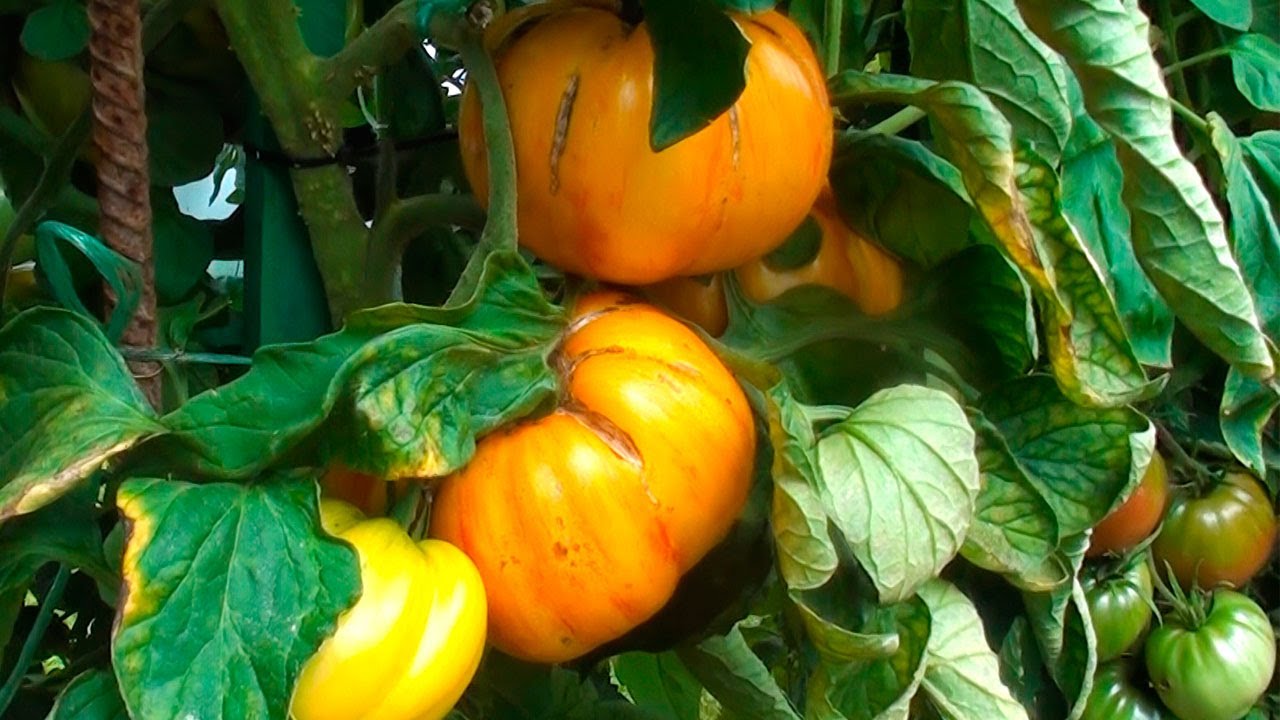 Томат Санрайз Джаз богатые тяжелые кисти и шикарный урожай вкусных плодов порадуют всех!