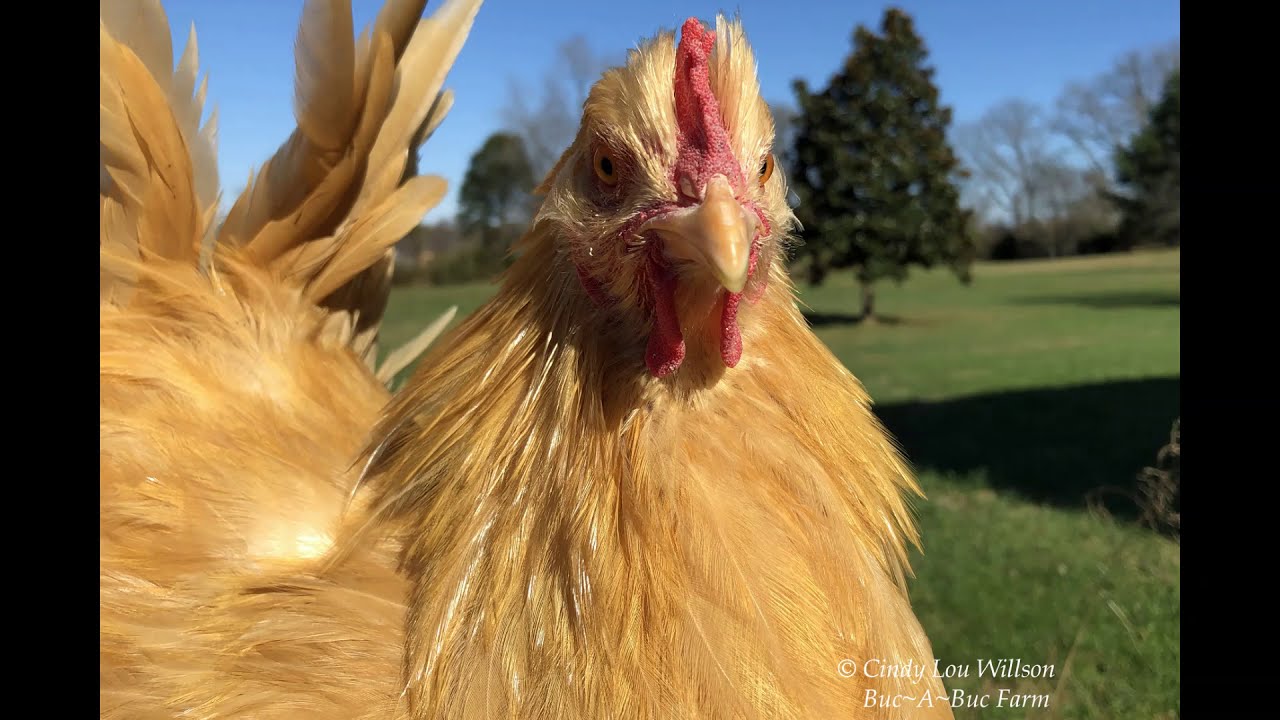 HEN or a ROOSTER? How to tell! Buff Orpington Cockerel