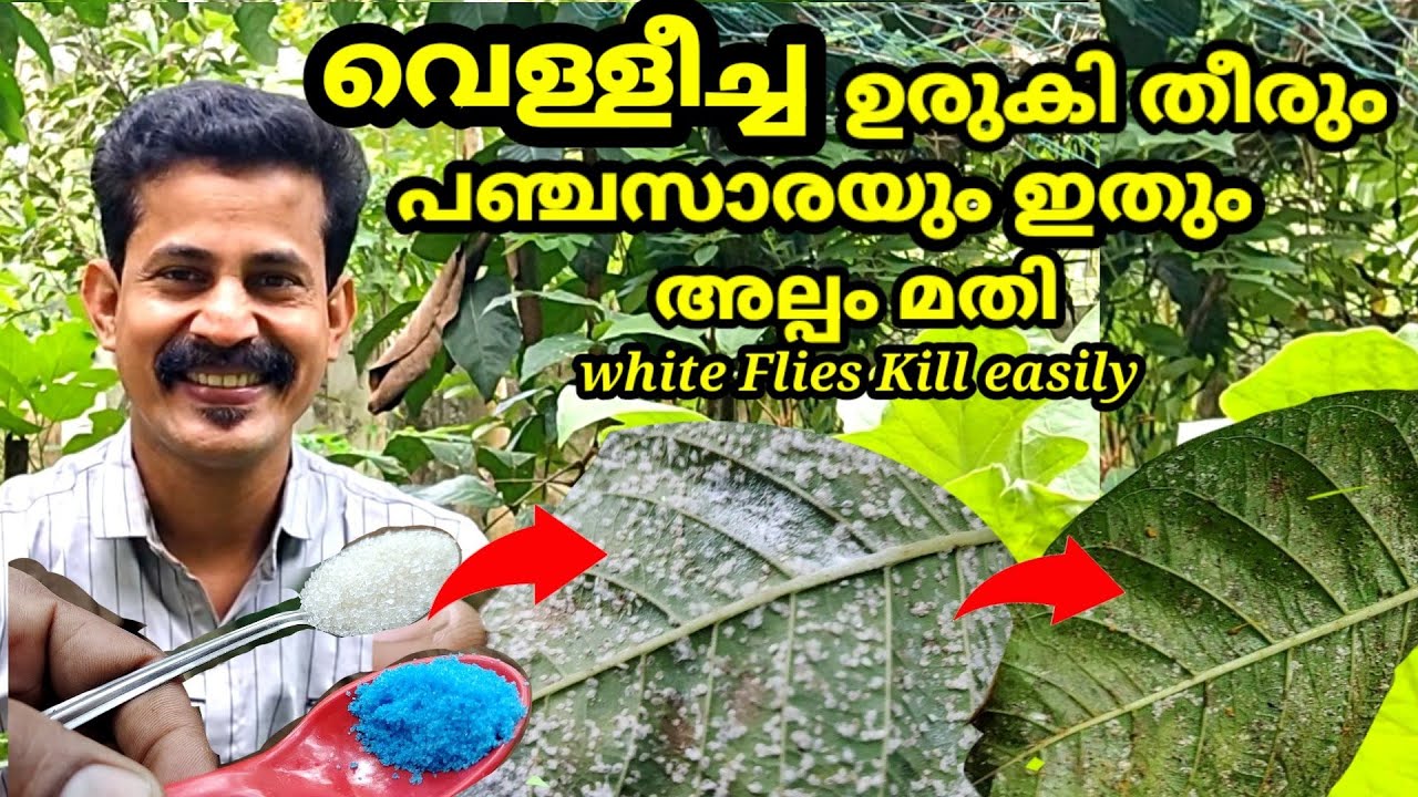 വെള്ളീച്ചയെ തുരത്താൻ 5 വഴികൾ How to kill White Flies Malayalam / btechmix media