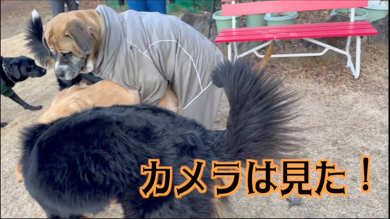 レンとカイくんがワンプロしてる横で・・