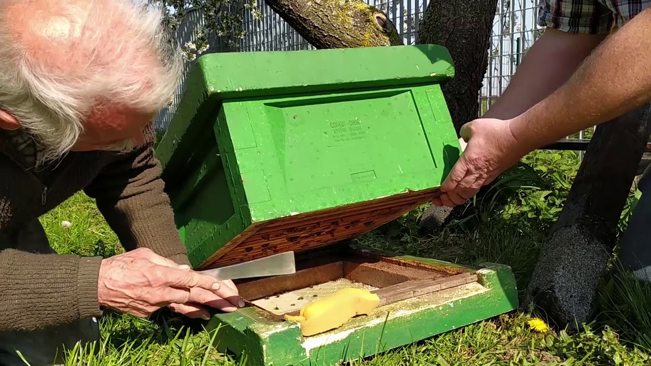 Aufstellung und Besiedlung einer Rameli 18 Bienenbeute