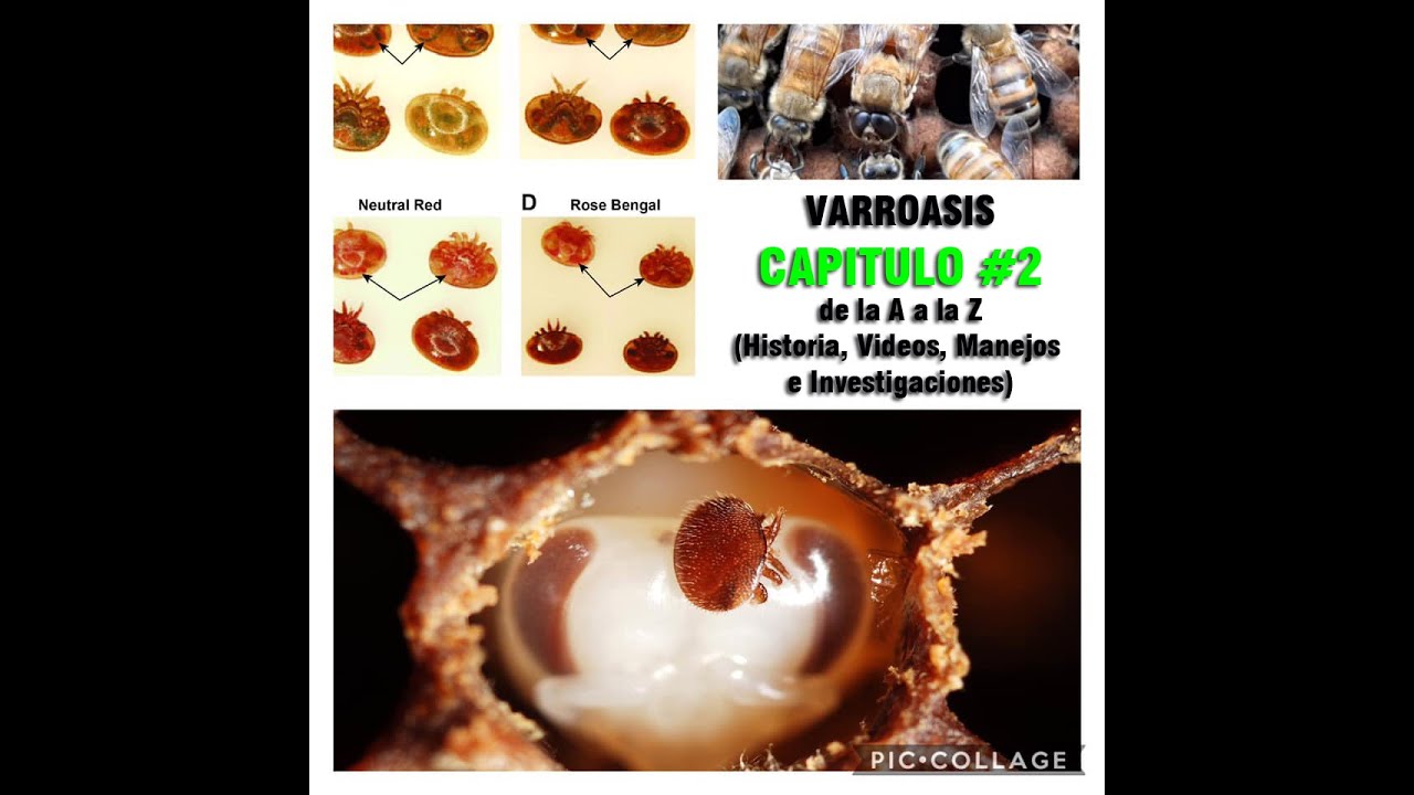 VARROASIS  de la A a la Z : CAPITULO 2 : (Biologia - Manejo - Investigaciones -Tratamientos)