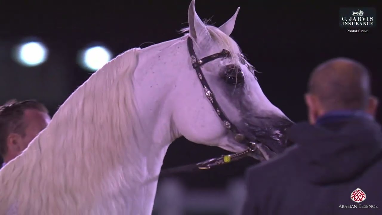 N.309 HADIDY AL SHAQAB - PSAIAHF 2026 - Stallions 4+ Years Old - Section C (Class 8C)