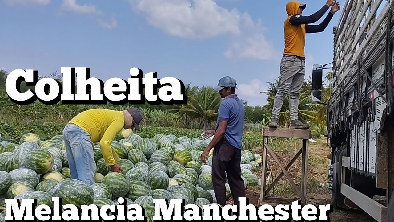 Colheita da melancia 🍉