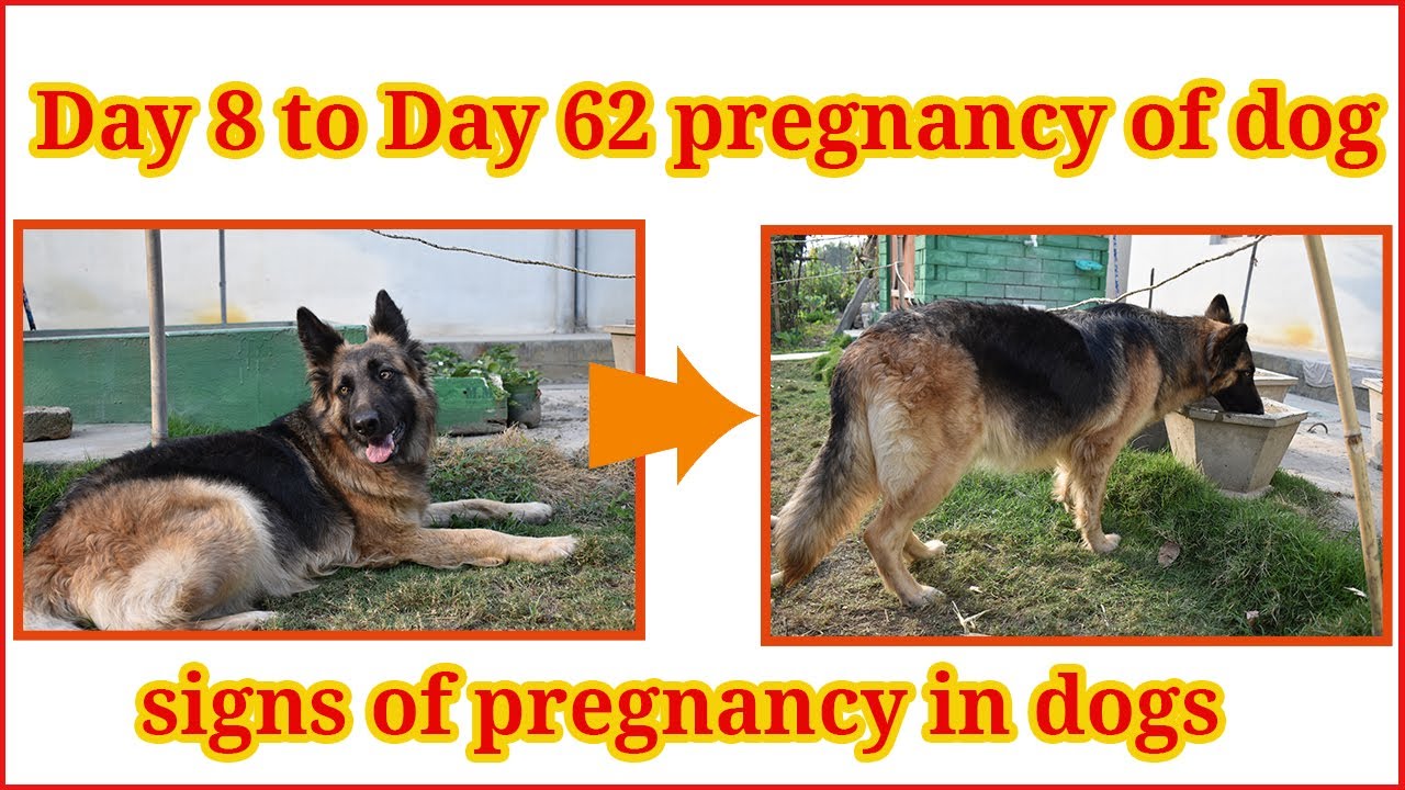 German Shepherd pregnancy day by day | 62 days of complete pregnancy | Dogs pregnancy symptoms signs