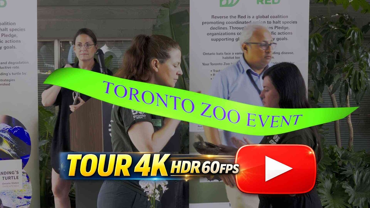 🐢The Toronto Zoo Endangered Blanding's Turtles 2025 (4K 60p HDR)