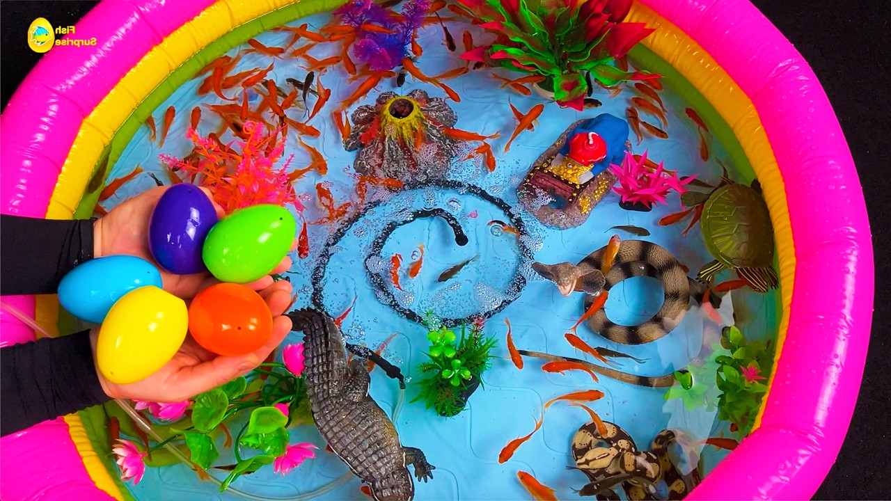 Amazing colorful pond setup, fish surprise eggs crocodile, koi, snake, betta fish, goldfish, glofish