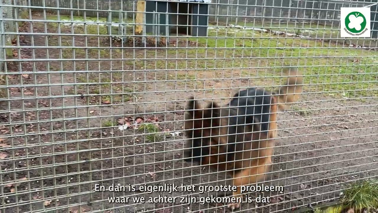 Dierenasiel de Hazenberg Amerongen 