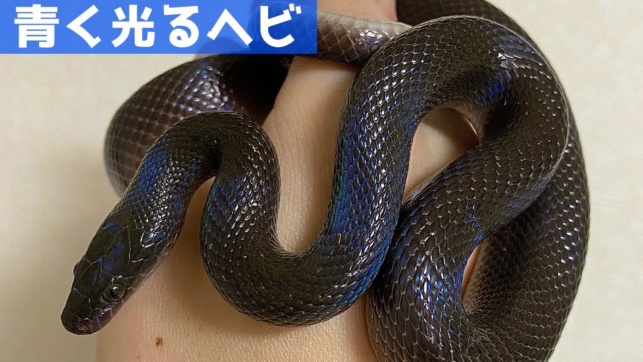 青く輝く蛇！ブラックハウススネークをお迎え＆ハンドリング！【蛇の飼育】&diams;️Blue shining snake！Black House Snake　Breeding start handling
