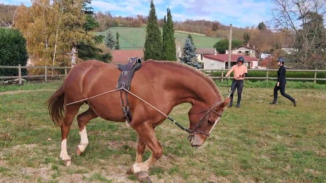 longues guides jeune cheval deuxieme seance