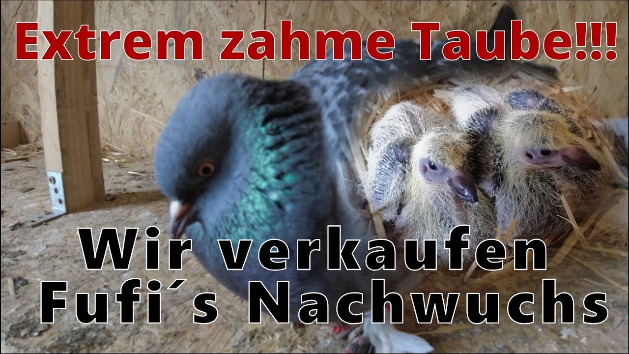 Verkaufe sehr zahme Takla Tauben. F&uuml;r Ausfl&uuml;ge geeignet (Rad fahren, Wanderungen, uvm.)