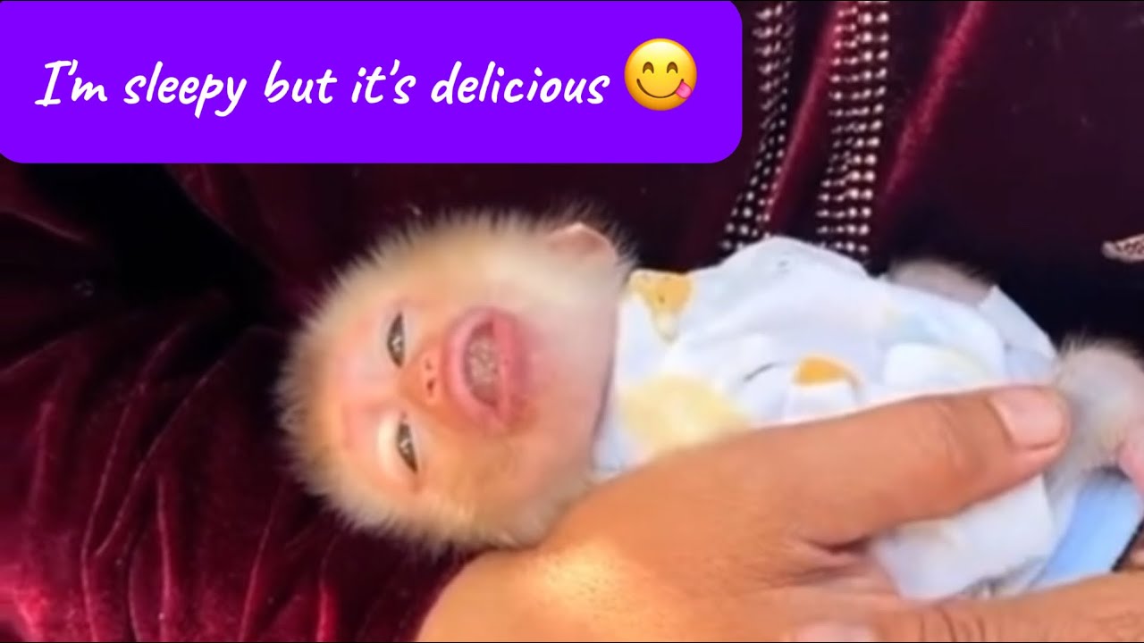 Sleepy Baby Monkey Falls Asleep with Fruit in His Mouth 🍓💤