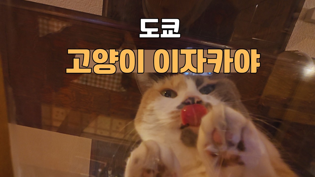 고양이 그리고 맥주 [일본 3]
