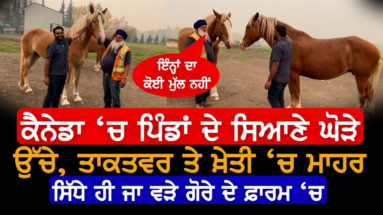 ਕੈਨੇਡਾ 'ਚ ਪਿੰਡਾਂ ਦੇ ਘੋੜੇ Canada Horse Farm, V9 Punjabi Interview