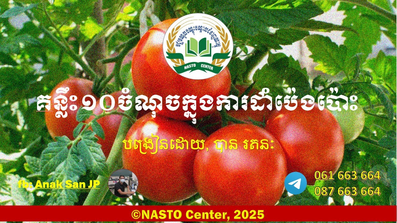 គន្លឹះ១០ចំណុចក្នុងការដាំប៉េងប៉ោះ​
