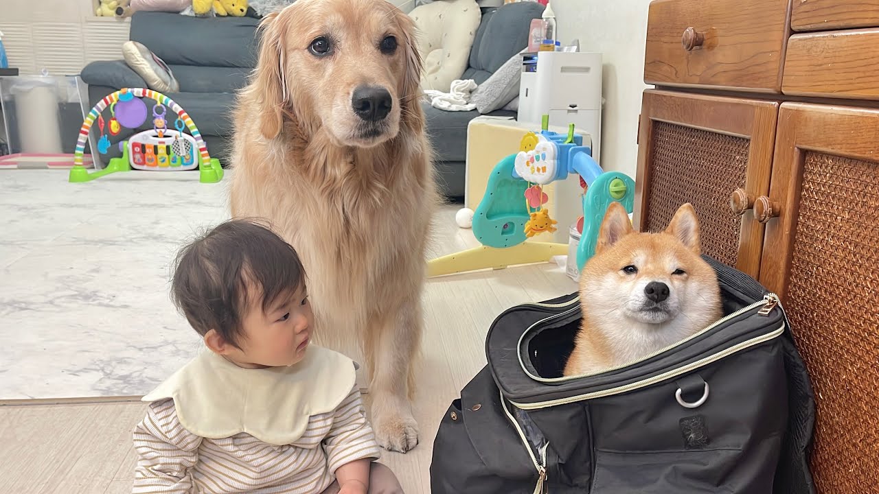 体調不良になった豆柴を心配する0歳児とゴールデンレトリバー