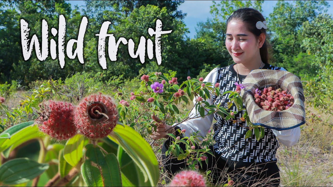 Picking wild fruit for eating in my homeland | Wild fruit eating