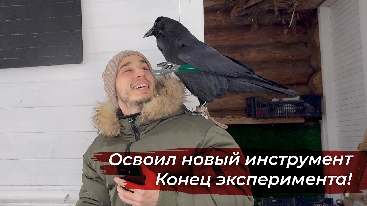 Что со зрением у птиц? Итоги эксперимента...