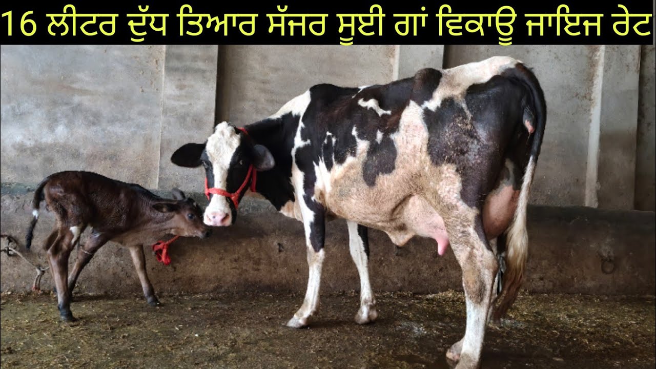 #ਸੱਜਰ ਸੂਈ ਗਾਂ ਵਿਕਾਊ ਜਾਇਜ ਰੇਟ one cow for sale #best #qulity #cow #sale #viralvideo #shere 