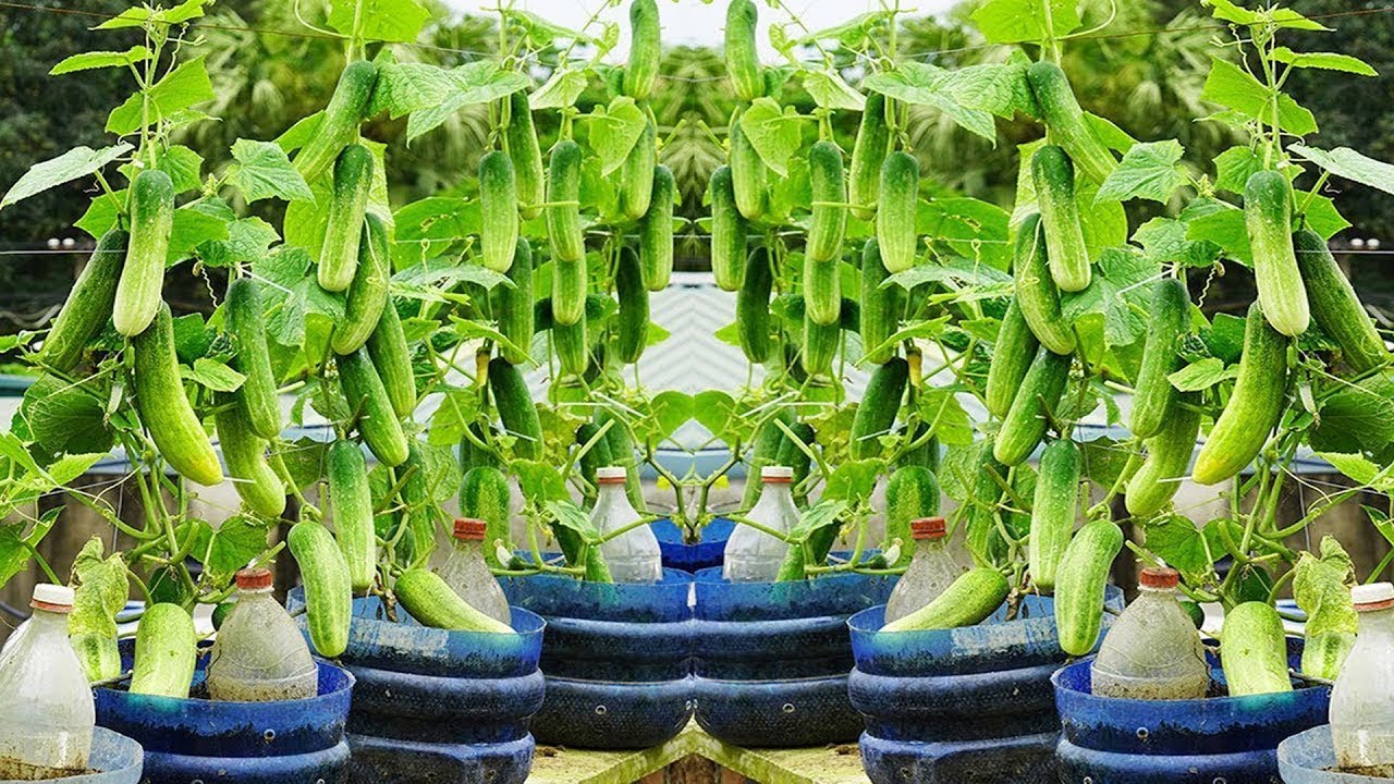 GROW a BOUNTIFUL Harvest of Cucumbers in Plastic Bottles FAST