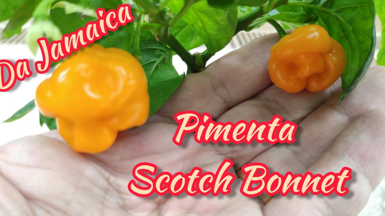 Pimenta 58- Scotch Bonnet - A mais tradicional da Jamaica. Coleção de Pimentas do Quintal Vila Verde