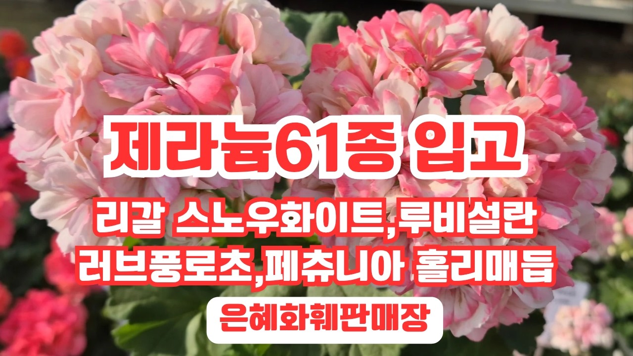 은혜화훼판매장🌳전화주문☎010 2651 4421#제라늄61종 리갈 스노우화이트,카렌,별빛드림,러시아제라늄,빅이즈폭시플라밍고,서바이벌페이퍼#루비설란#러브풍로초,일본페츄니아 홀리매듭🌳
