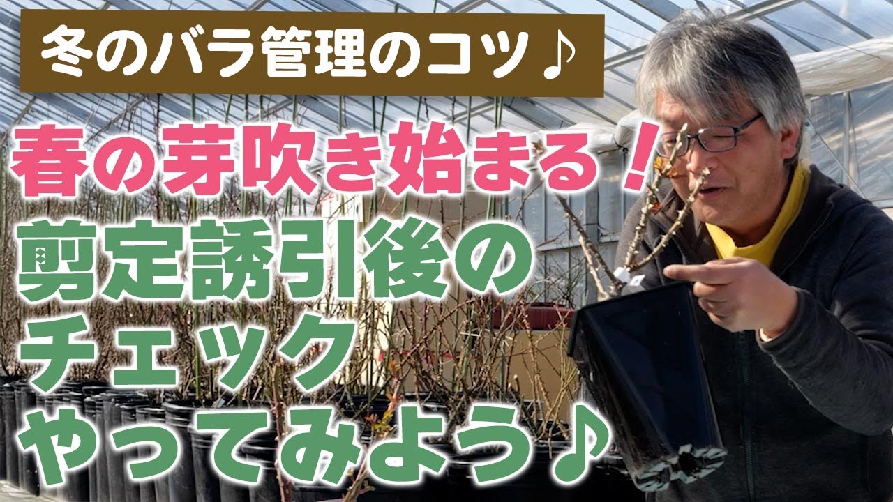 【バラの育て方】冬のバラ管理のコツ♪春の芽吹き始まる！剪定誘引後のチェックやってみよう♪（2025年2月28日）