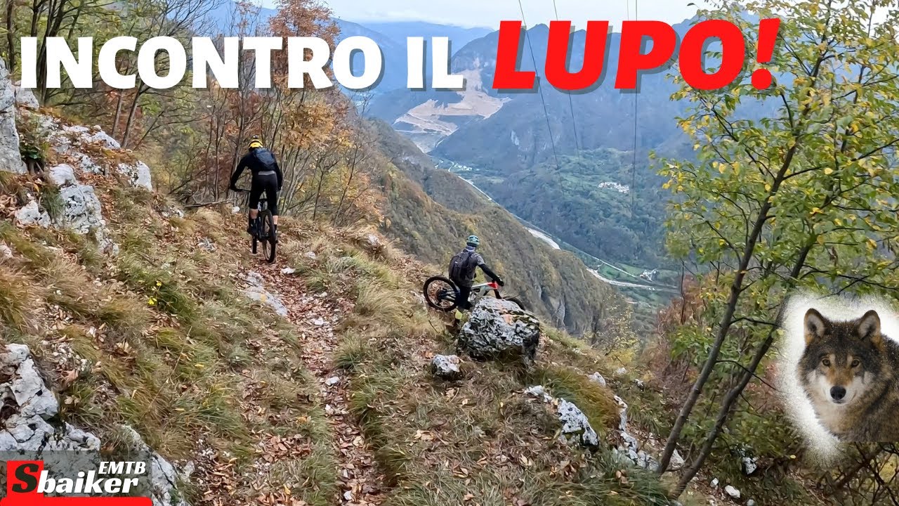 Incontro il LUPO! Valdastico