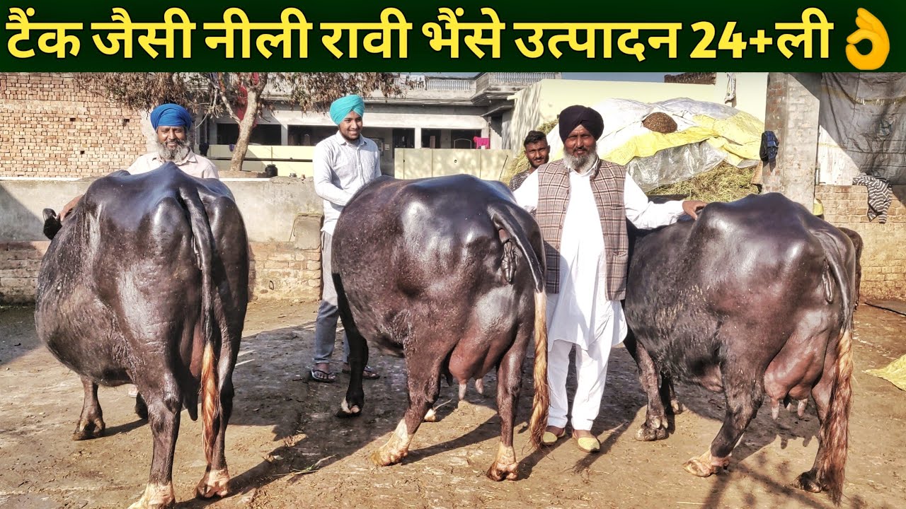 नीली रावी भैसों का टॉप फार्म|Nili ravi Buffalo Deol Dairy Farm in Punjab india