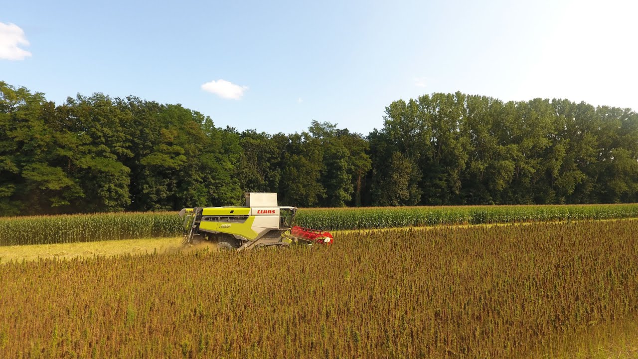 Récolte chanvre 2021 | Claas Lexion 6800