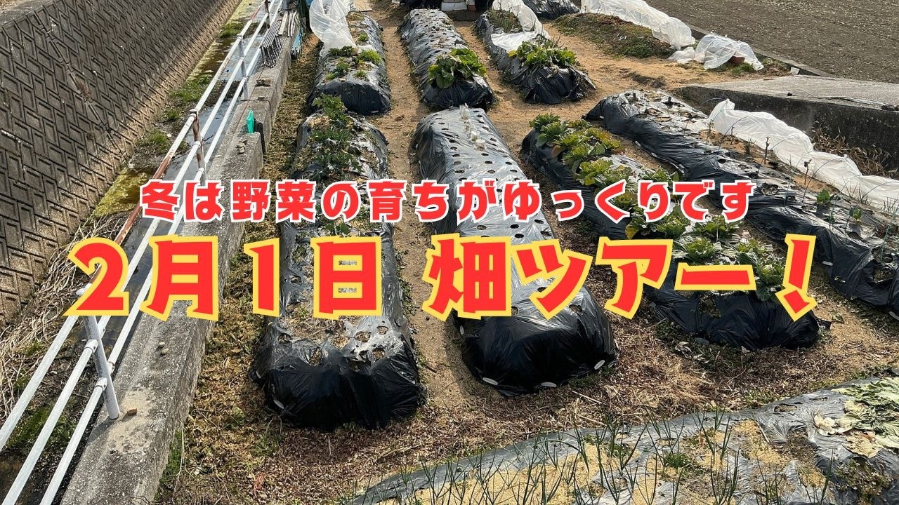 ２月１日畑ツアー★冬野菜はゆっくりしっかり育っています！越冬中のナス・ピーマンの様子もお届けします【菌ちゃん農法３年目】