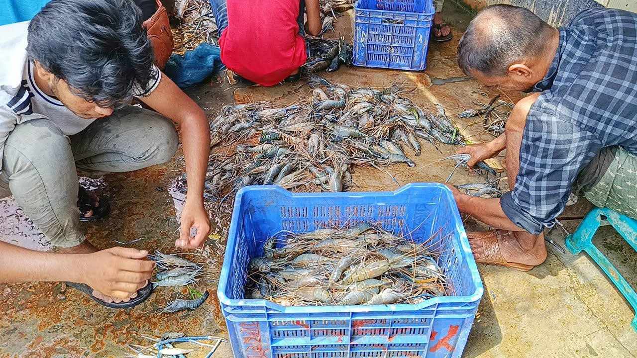 Fish Market Live Scene | Fresh Snakehead Cutting Skills Satisfying ASMR Cleaning