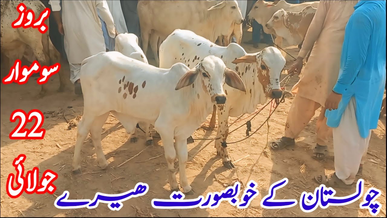 Choty Bachray Aur Khobsurat Bakry Liaqat Pur Cow Mandi|