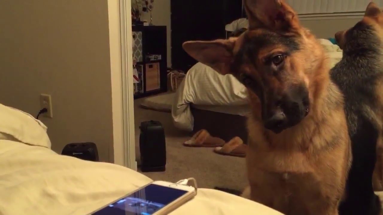 My German Shepherd Howling and doing head tilts
