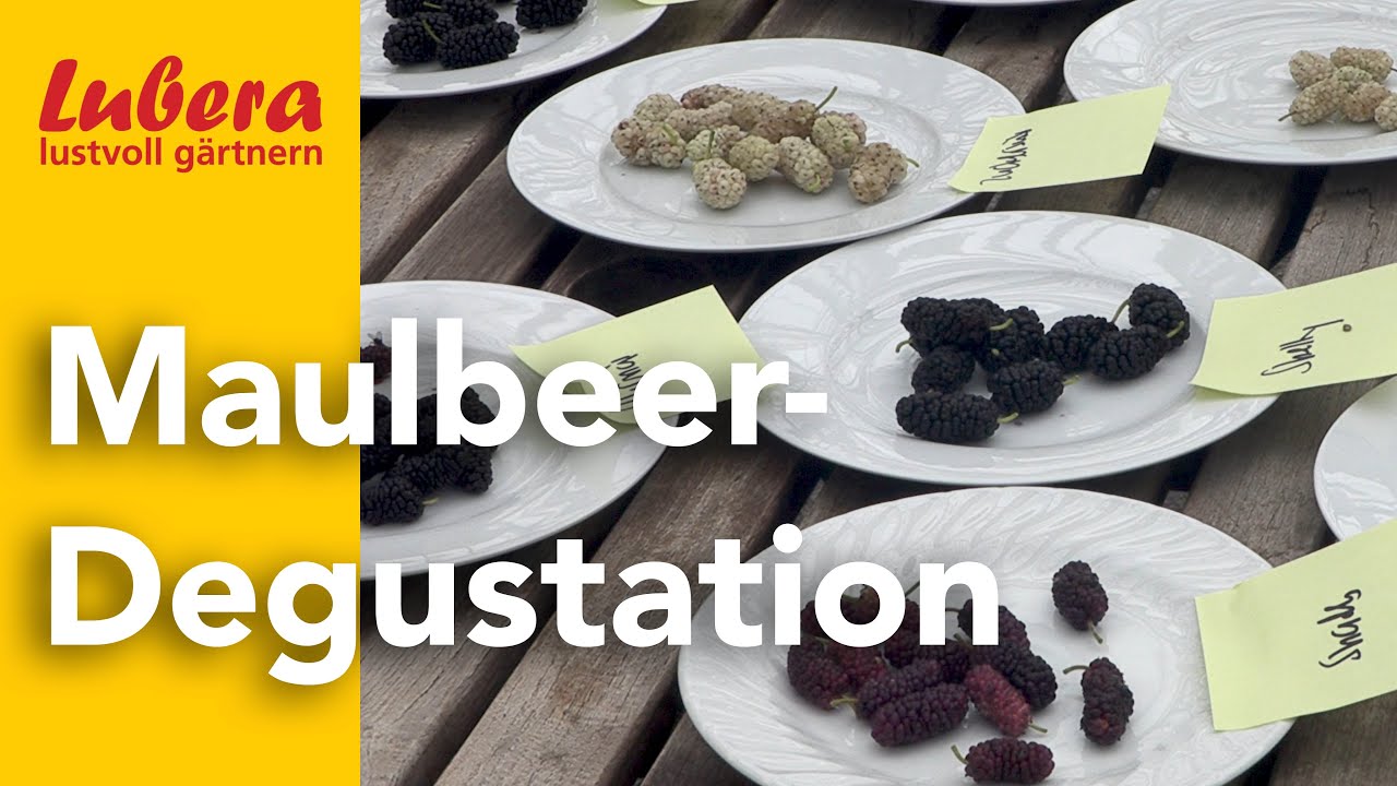 Maulbeer-Degustation: Wie schmecken die Maulbeeren von Lubera?