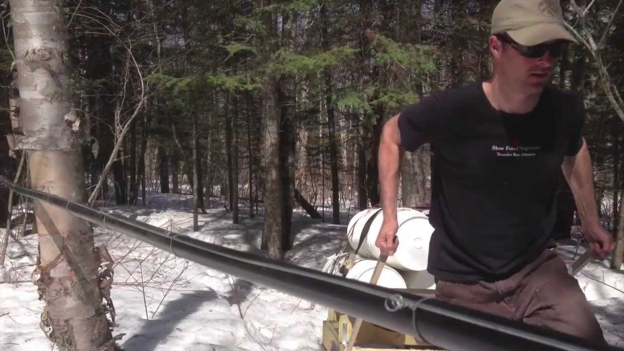 Making Boreal Birch Syrup