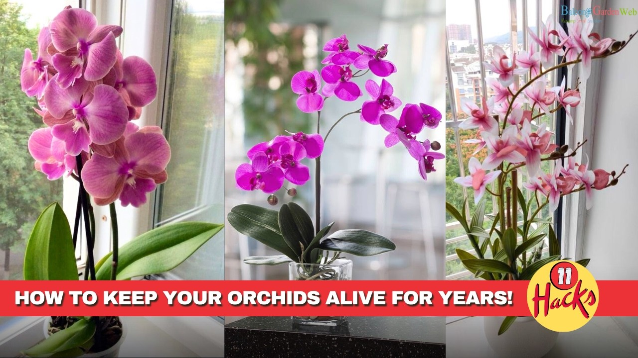 11 Life Hacks for Long Lasting Orchid Plants that Never Die