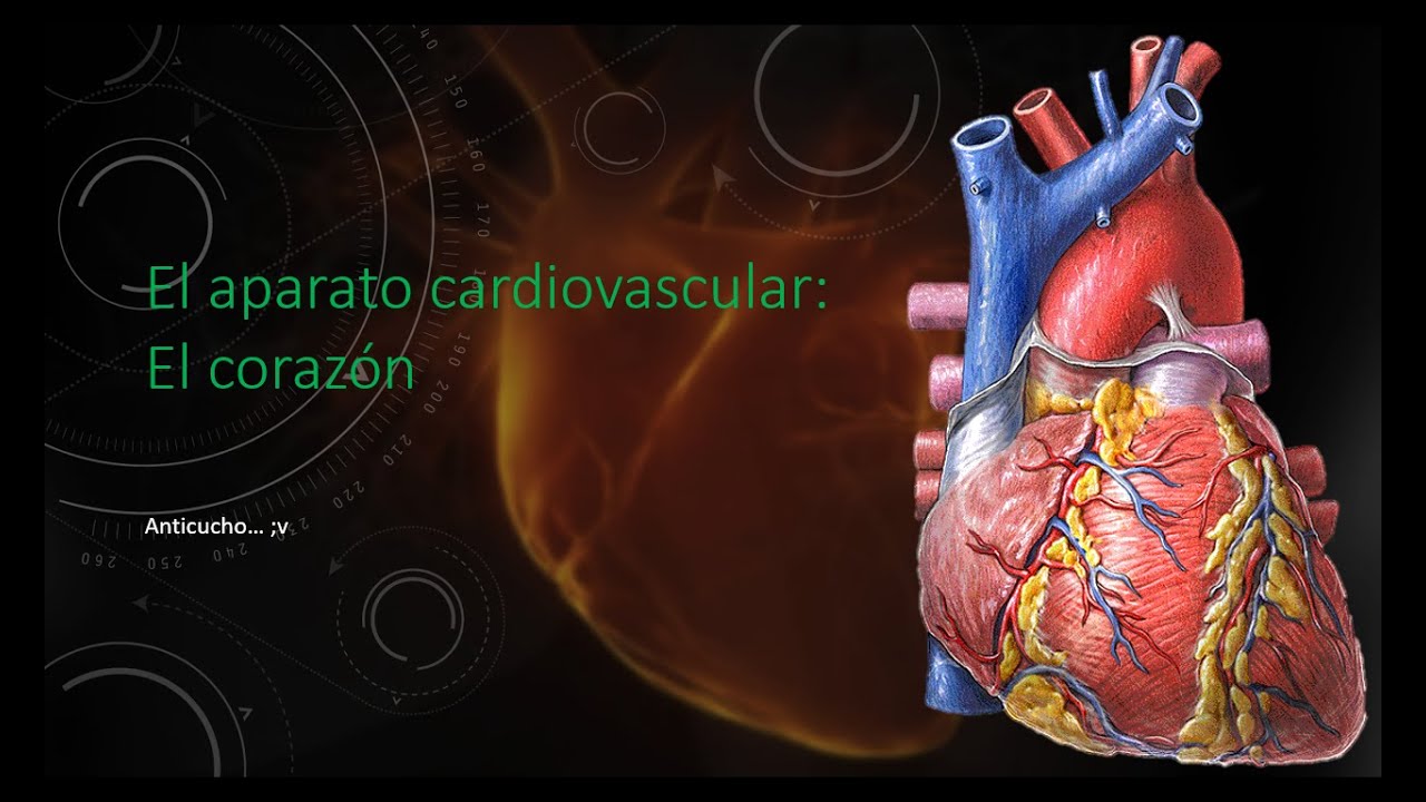 Aparato cardiovascular: El corazón