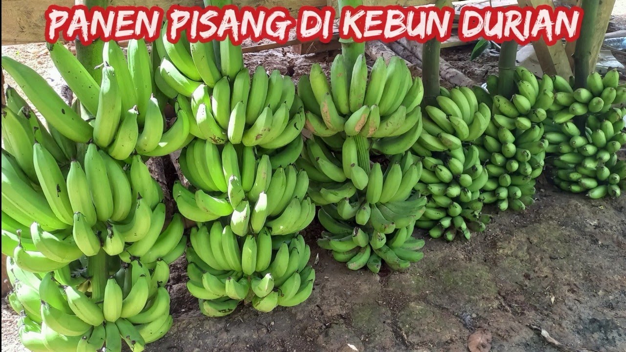 Panen Pisang Raja Sajen, Raja Nangka di Kebun Durian