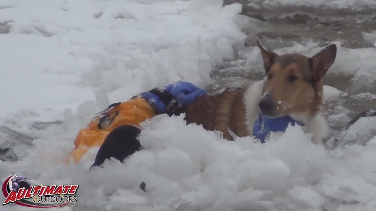 DOGS IN ICY RIVER...DOG RESCUE....3 DOGS TRAPPED....ICY RIVER RESCUE