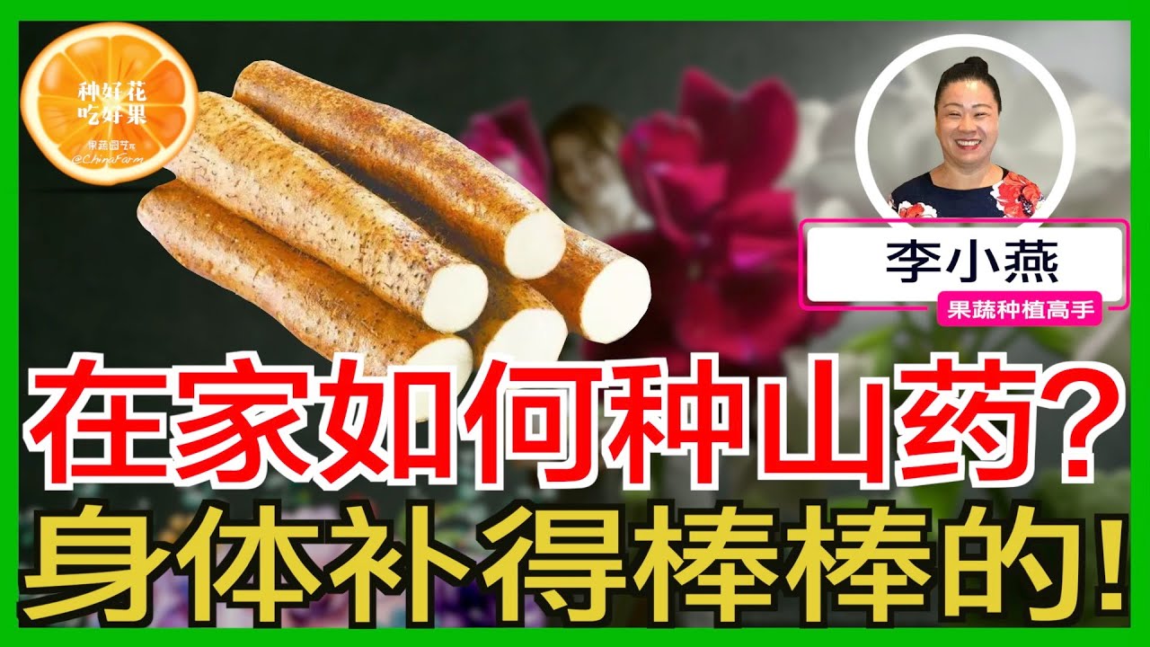 在家如何种植铁棍山药？