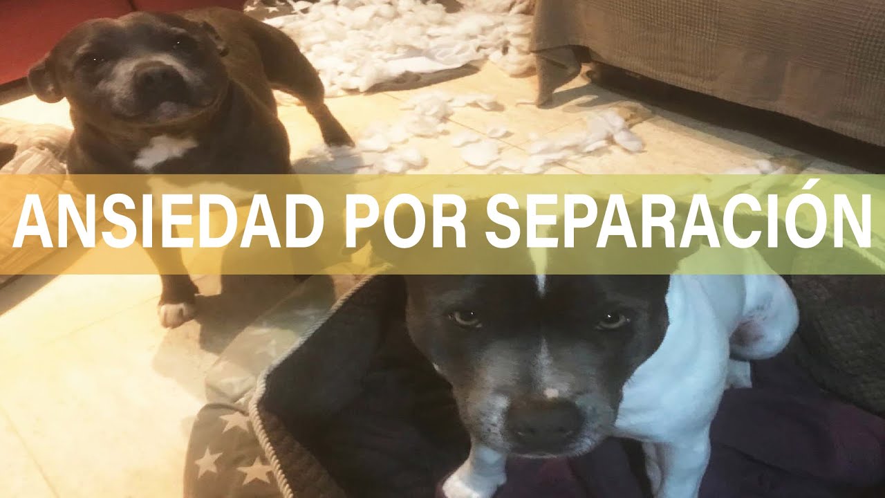 Hablamos de Problemas relacionados con la SEPARACIÓN en PERROS (ANSIEDAD por SEPARACIÓN) MARTA AMAT