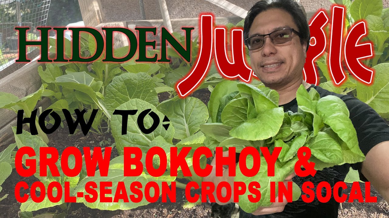 How to grow bok choy in hot weather